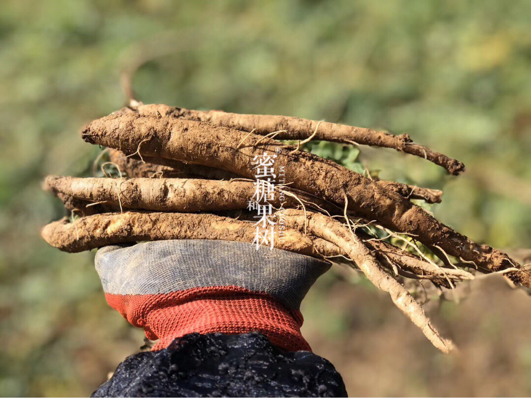 【2025新一批】半野生种植，生长在海拔高达3000米左右的大凉山顶，得天独厚的生长环境【大凉山.甜当归】属于冬季难得的温补食材，鲜、香、甜、糯