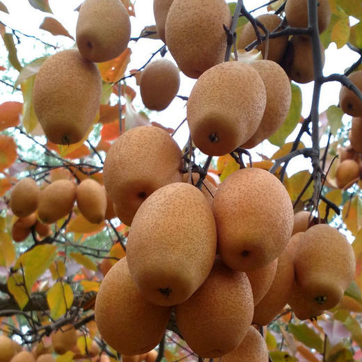 金珠沙梨 洛宁特产 绿色食品 地理标志产品