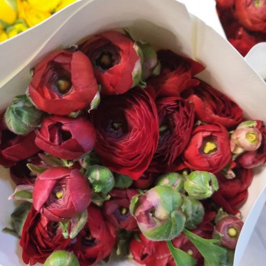 配花-洋牡丹-红色-18-20支 商品图2