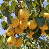 生态酥梨 | 合作生产 *Eco-crisp pear | Coproduction 商品缩略图2