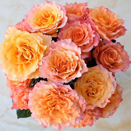 freespirit自由精灵肯尼亚花园玫瑰10支