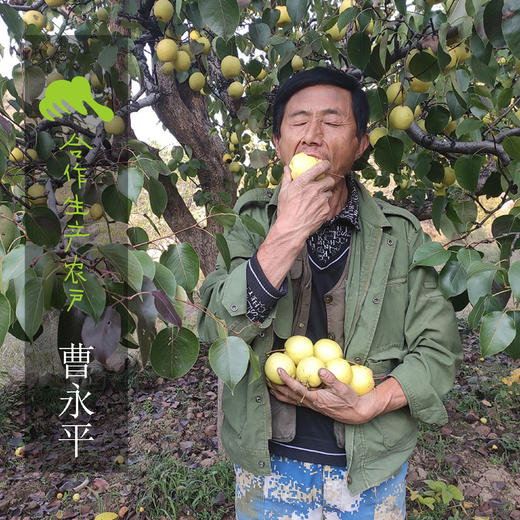 生态酥梨 | 合作生产 *Eco-crisp pear | Coproduction 商品图1