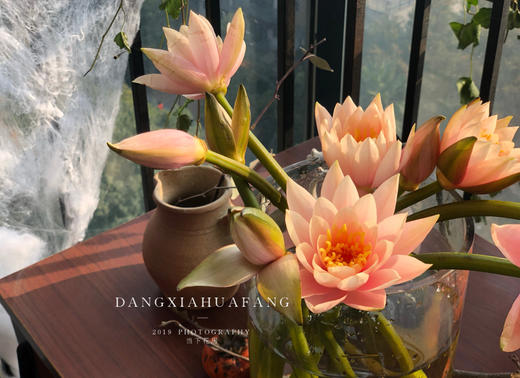 稀有香槟色睡莲5支份第二份2元开放的瞬间美炸了