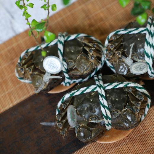 2021年菊蟹堂阳澄湖中华金丝绒毛蟹30两公20两母410只