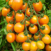 【2斤】黄串小柿子 新鲜黄柿子 重约2斤【当天提货】 商品缩略图4