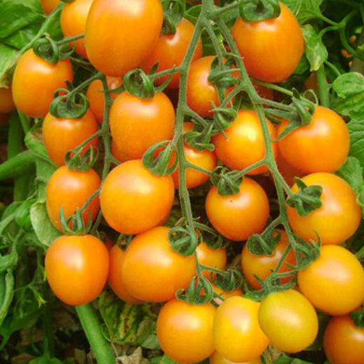 【2斤】黄串小柿子 新鲜黄柿子 重约2斤【当天提货】 商品图4