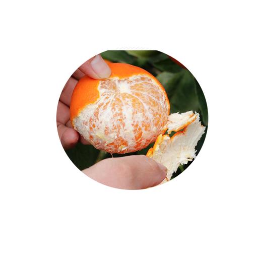 新鲜沃柑 甜蜜柑橘 重约1斤【当天提货】 商品图3