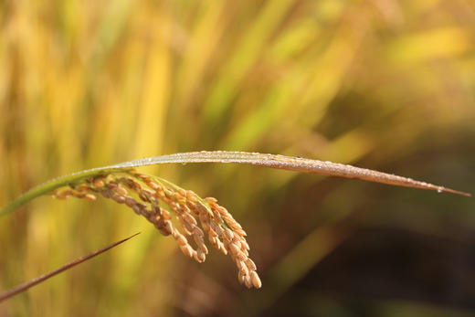 超日标好米，南粳46原种,全程种植追溯，2025年新米来啦！5斤装 商品图4