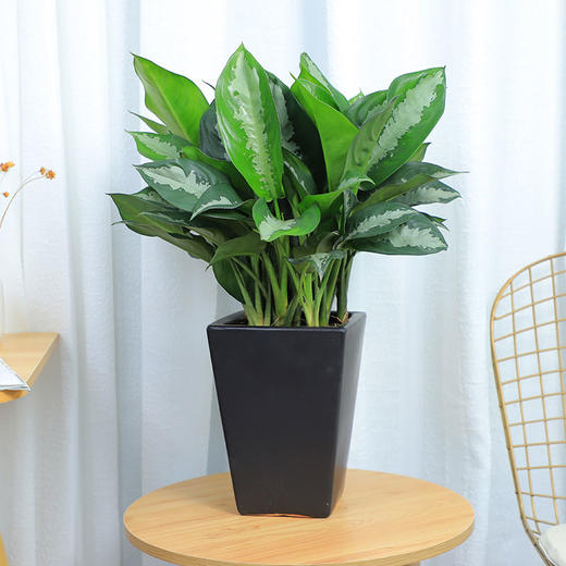 雅丽皇后盆栽 花叶万年青植物吸甲醛净化空气好养易活 总高约60cm左右 绿韵花田鲜花店