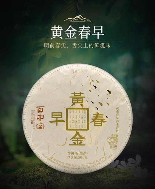 百中堂乔木大树 | 2019黄金春早（普洱生茶） 商品图0