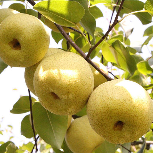【安徽·砀山】老树酥梨 现摘5/10斤装 老树梨子 冰糖雪梨   丰水梨 砀山梨 新鲜水果 砀山酥梨 商品图2