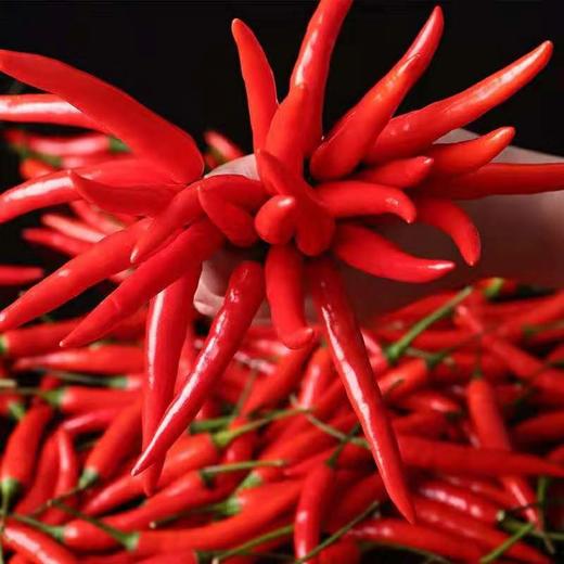 会员新鲜红泰椒小米椒蔬菜