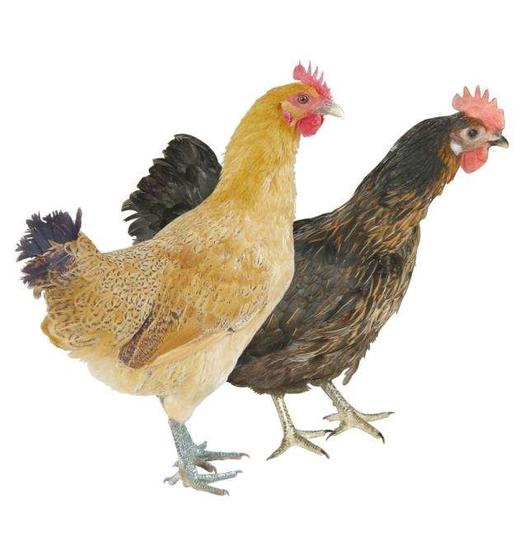 鸡 和 蛋 全品类 商品图4