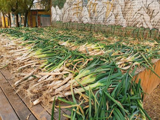 无农药、无化肥驴家自产大葱 生态自然种植 商品图2