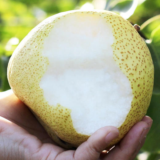 【安徽·砀山】老树酥梨 现摘5/10斤装 老树梨子 冰糖雪梨   丰水梨 砀山梨 新鲜水果 砀山酥梨 商品图1