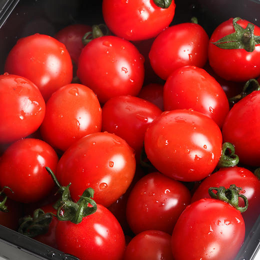 【拼团8.5元/盒】千禧电白小柿子(樱桃小番茄)1盒 (重约450克-500克)【当天可提货】 商品图8
