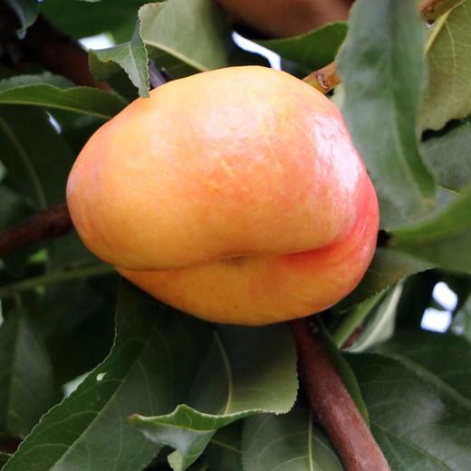 【2斤】黄油蟠桃  现摘新鲜香甜可口【当天提货】 商品图2