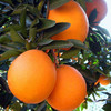 【年货 | 整箱】爱媛果冻橙1箱 (带箱重约9斤，净重约七斤)【当天提货】 商品缩略图3
