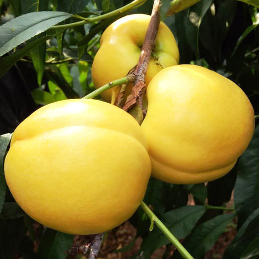 【中秋水果礼盒】 (精品礼盒)黄金桃礼盒1箱 ( 重约7斤—8斤)【当天提货】 商品图14