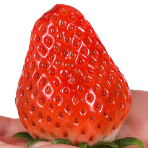 【整箱】丹东奶油草莓精品1箱 (净重约600g)【当天提货】 商品图4