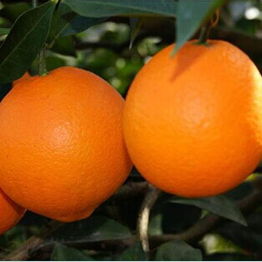 【年货 | 整箱】爱媛果冻橙1箱 (带箱重约9斤，净重约七斤)【当天提货】 商品图4