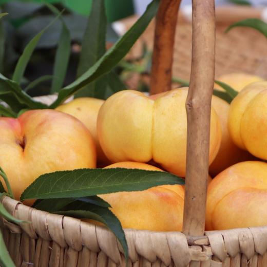 【2斤】黄油蟠桃  现摘新鲜香甜可口【当天提货】 商品图3