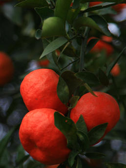 药食同源的川红橘，皮、肉、籽、叶食用手册