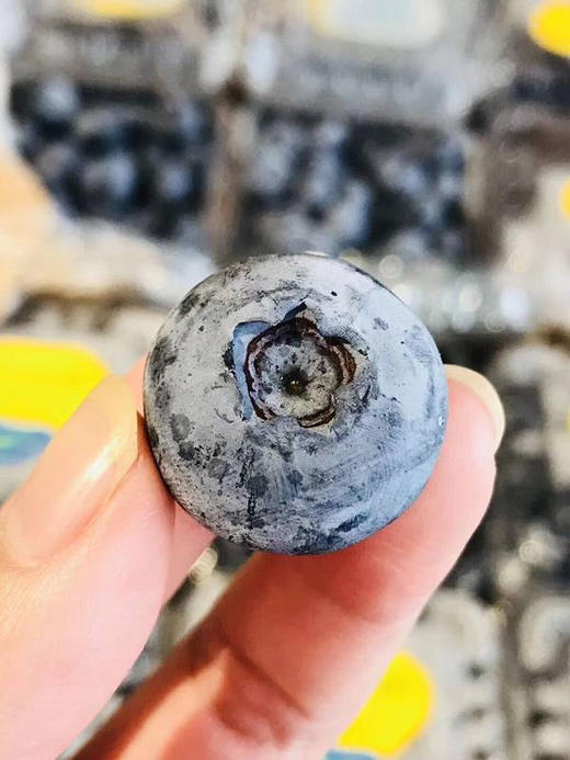 Driscoll’s 怡颗莓秘鲁进口蓝莓（中果） 商品图2