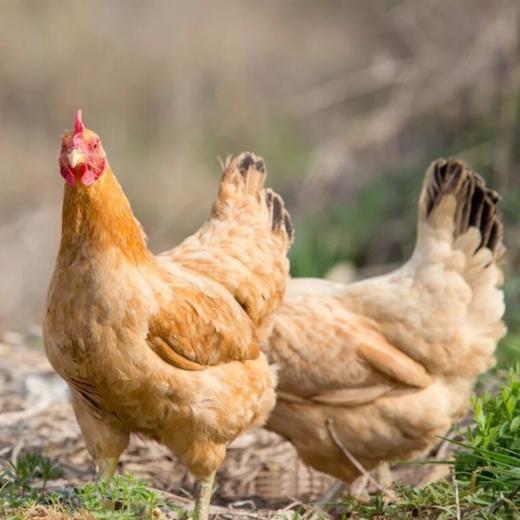 鸡鸭季度套餐 商品图0