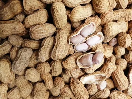 新黄土花生 商品图2