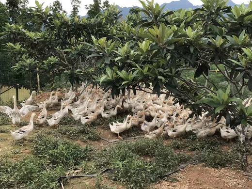 鸡鸭季度套餐 商品图1