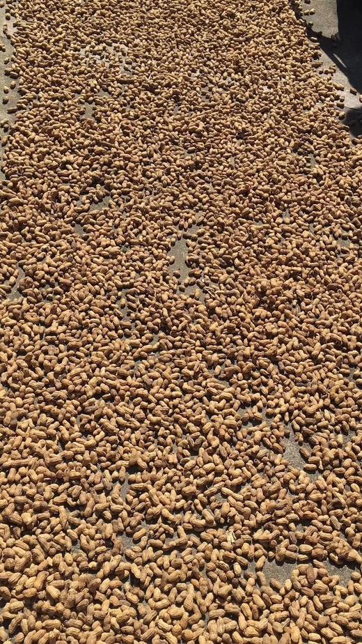 新黄土花生 商品图3