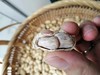 新黄土花生 商品缩略图1