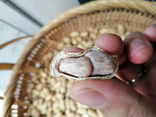 新黄土花生 商品图1