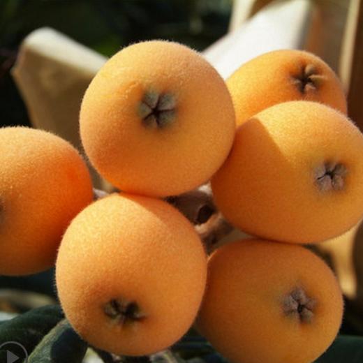 【2斤】新鲜四川枇杷  【当天提货】【当天提货】 商品图3