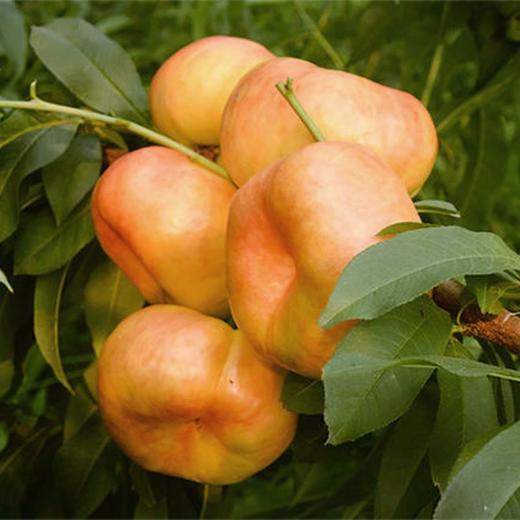 【2斤】黄油蟠桃  现摘新鲜香甜可口【当天提货】 商品图5