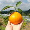 生态水果爱媛果冻橙450g 果肉清甜无渣 京津冀满百包邮 商品缩略图7