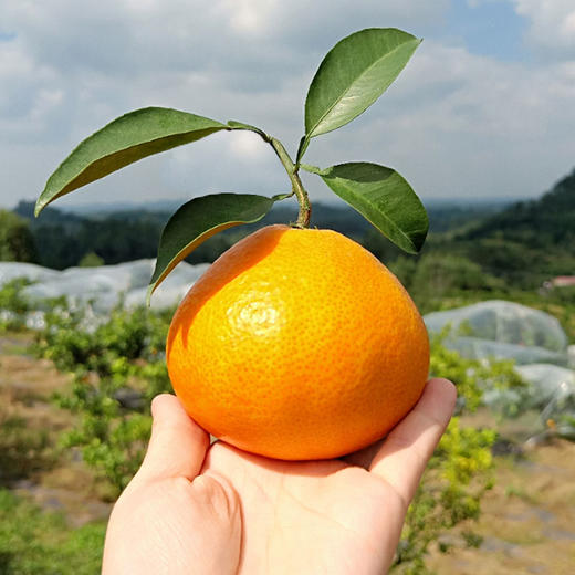 生态水果爱媛果冻橙450g 果肉清甜无渣 京津冀满百包邮 商品图7