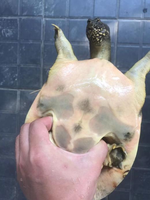 花间村纯野生甲鱼（五年以上，每只重1.8-2.2斤） 商品图3