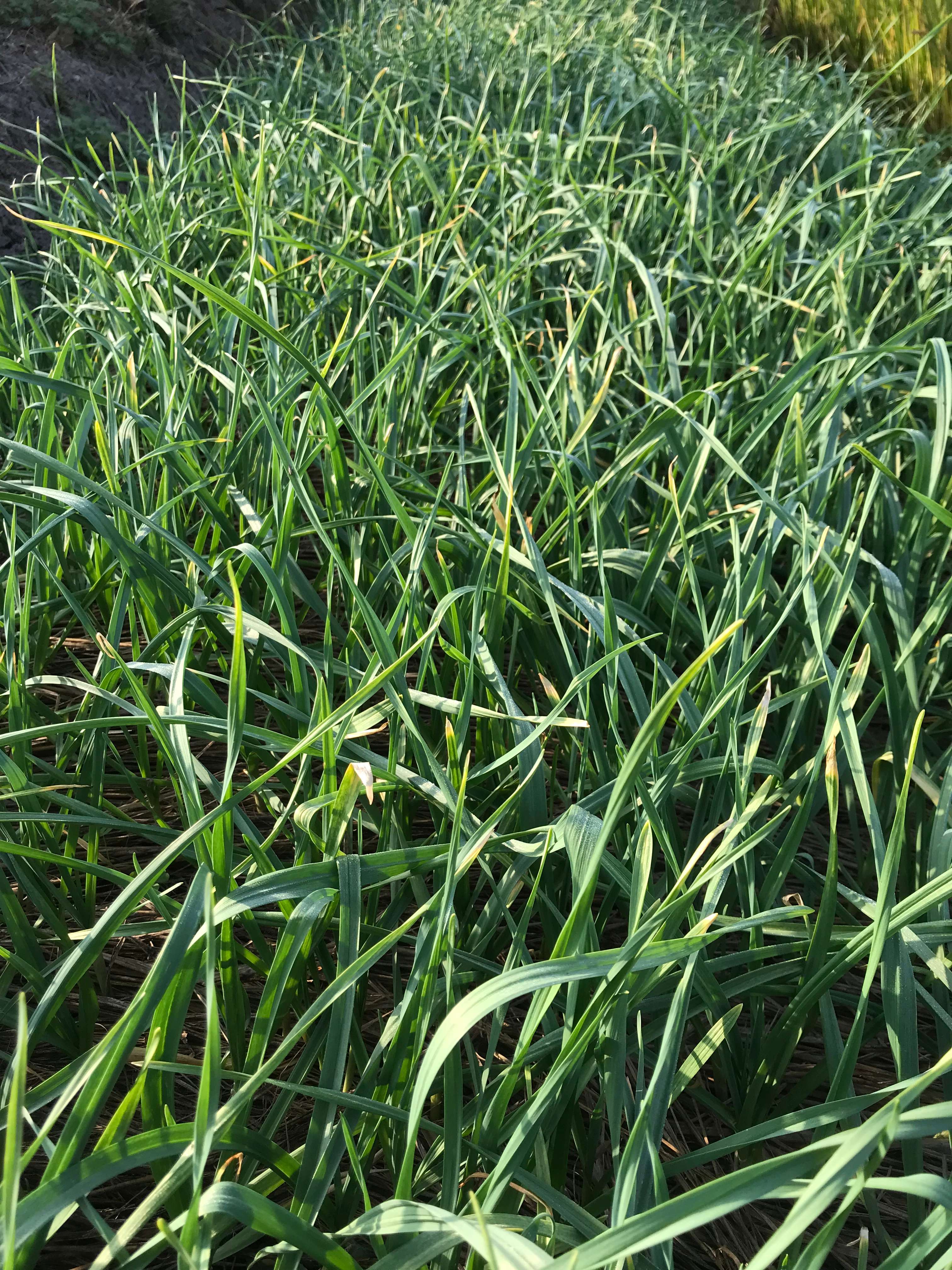 花间村原生态大蒜叶（250克）