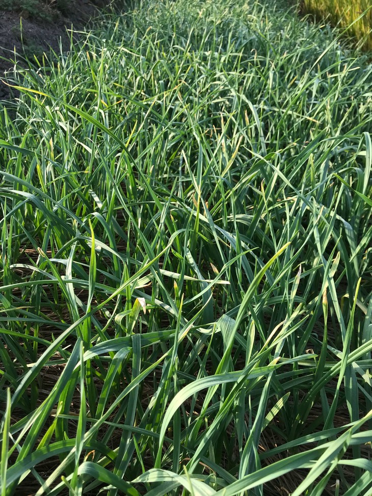 花间村原生态大蒜叶250克