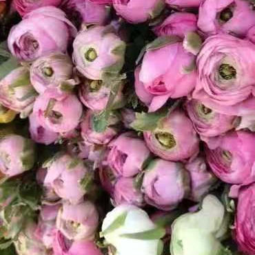 洋牡丹 黄 商品图1