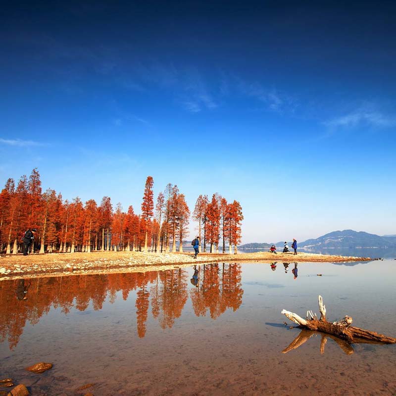 【即将成行】周日12.8探四明湖水杉，看醉美观景平台，走羊额岭古道（上海1天活动）