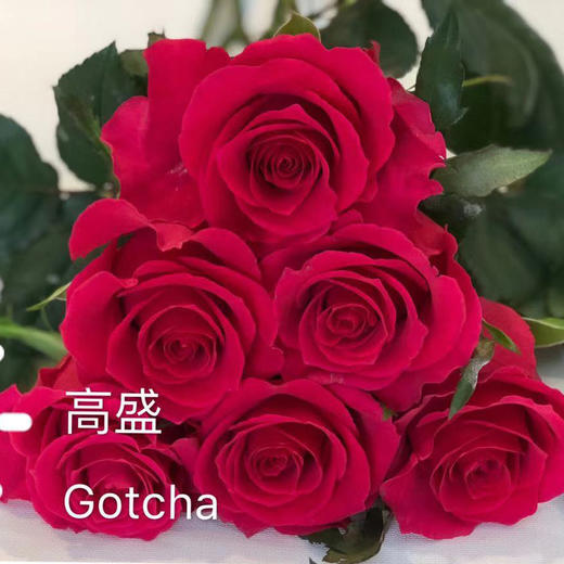 玫瑰·高盛 商品图0