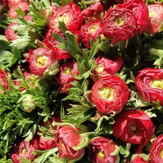 洋牡丹 黄 商品图3