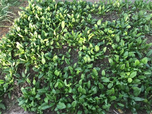 花间村原生态嫩菠菜（500克） 商品图2