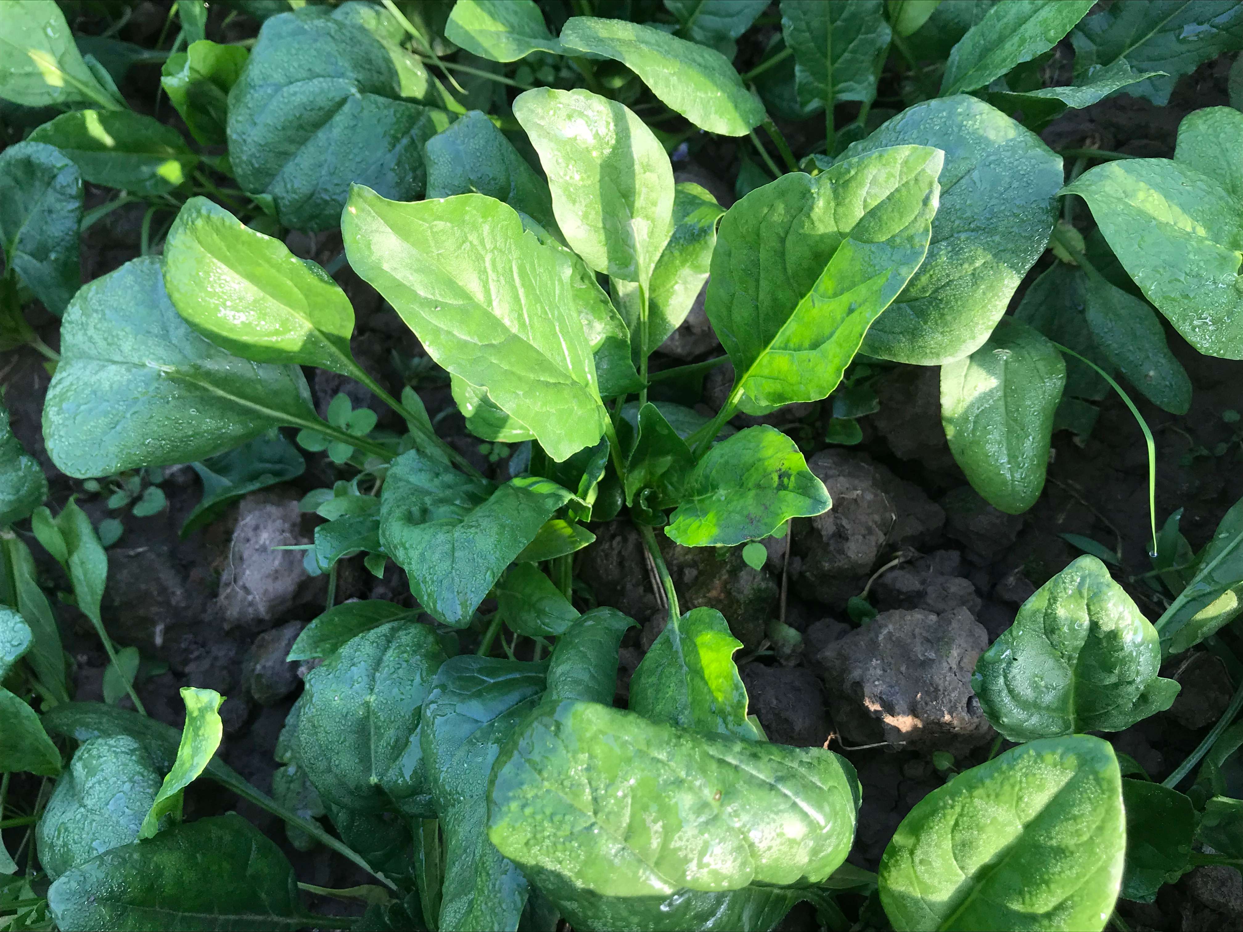 花间村原生态嫩菠菜（500克）