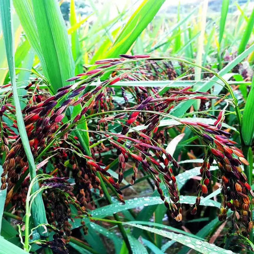 黔东南锦屏杨二嫂血糯米3斤装全国包邮偏远地区不销售