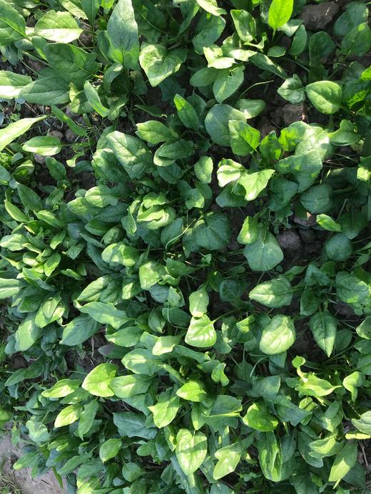 花间村原生态嫩菠菜（500克） 商品图1