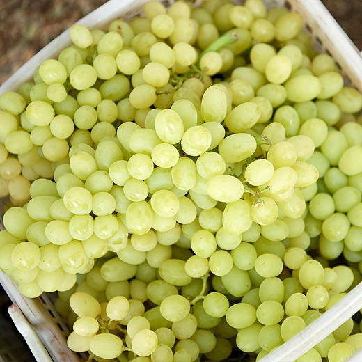 【2斤】新疆木纳格白葡萄 新鲜 重约2斤【2人内提货】 商品图2